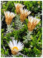 Helichrysum retortum
