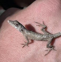 Anolis ustus