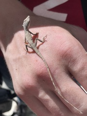 Anolis ustus