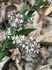Symphyotrichum lateriflorum