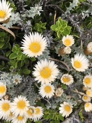 Helichrysum retortum