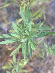 Eupatorium compositifolium