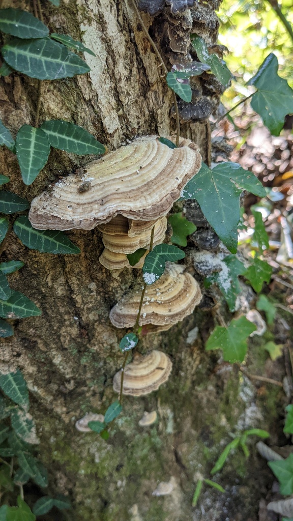 Trametes betulina · October 2022 · photo: © atsushi_nakajima_cirque (iNaturalist, cc-by)