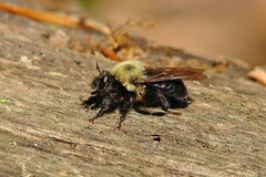 Laphria thoracica