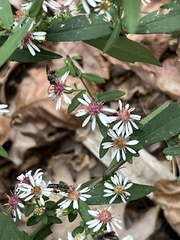 Symphyotrichum lateriflorum