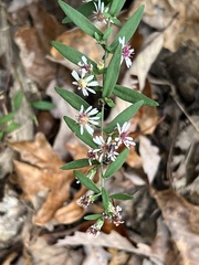 Symphyotrichum lateriflorum