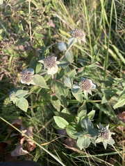 Pycnanthemum muticum