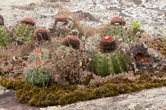 Melocactus ernestii