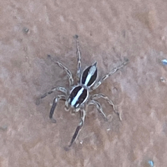 Plexippus paykulli