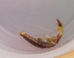 Raphidiidae
