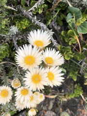 Helichrysum retortum