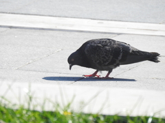 Columba livia domestica