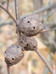 Andricus quercuspetiolicola