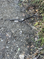 Regina septemvittata