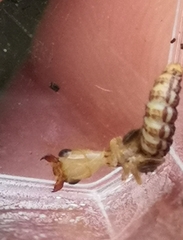 Raphidiidae