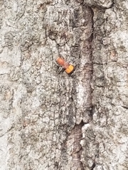 Enoclerus ichneumoneus