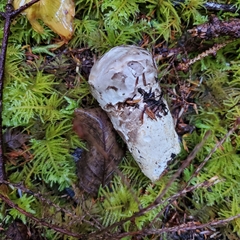 Catathelasma ventricosum