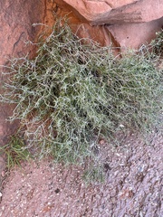 Cercocarpus intricatus