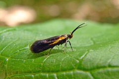 Mathildana newmanella