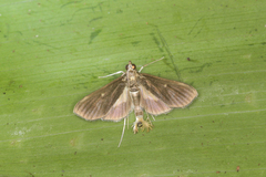 Spilomelinae