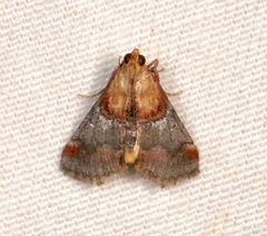 Cacozelia basiochrealis