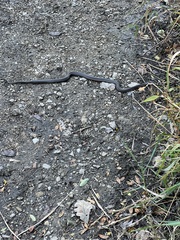 Regina septemvittata