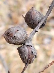 Andricus quercuspetiolicola