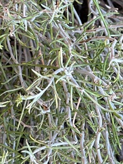 Cercocarpus intricatus