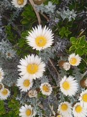 Helichrysum retortum