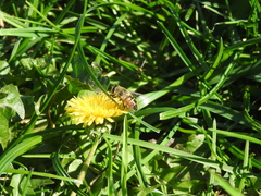 Eristalis tenax