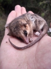 Dromiciops bozinovici