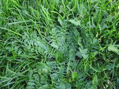 Capsella bursa-pastoris