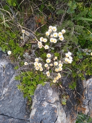 Helichrysum retortum