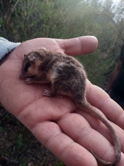 Dromiciops bozinovici