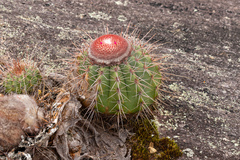 Melocactus ernestii