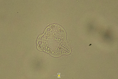 Amoebidae