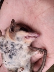 Dromiciops bozinovici