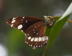 Euploea core corinna