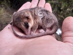 Dromiciops bozinovici