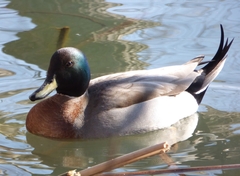 Anas platyrhynchos × acuta