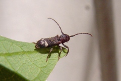 Psenocerus supernotatus