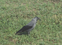 Corvus monedula spermologus