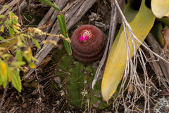 Melocactus ernestii