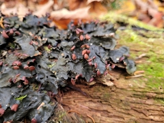 Peltigera horizontalis