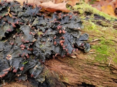 Peltigera horizontalis