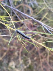 Olceclostera seraphica