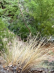 Elymus elymoides