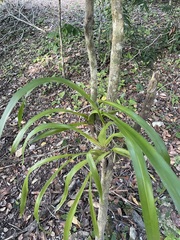 Oncidium sphacelatum