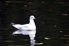 Chroicocephalus ridibundus