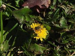 Eristalis tenax
